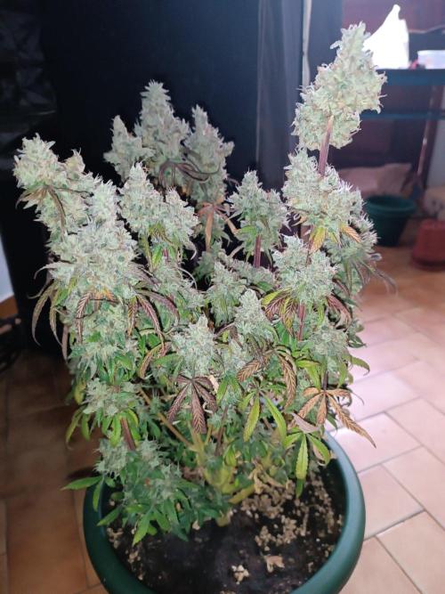 Dialing It In – Ripper & Kosher. Week 13