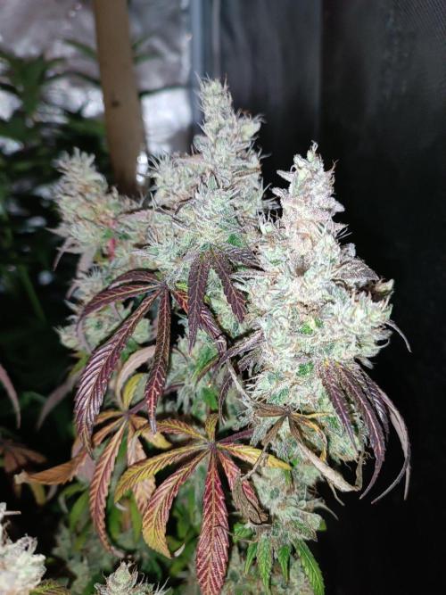Dialing It In – Ripper & Kosher. Week 13
