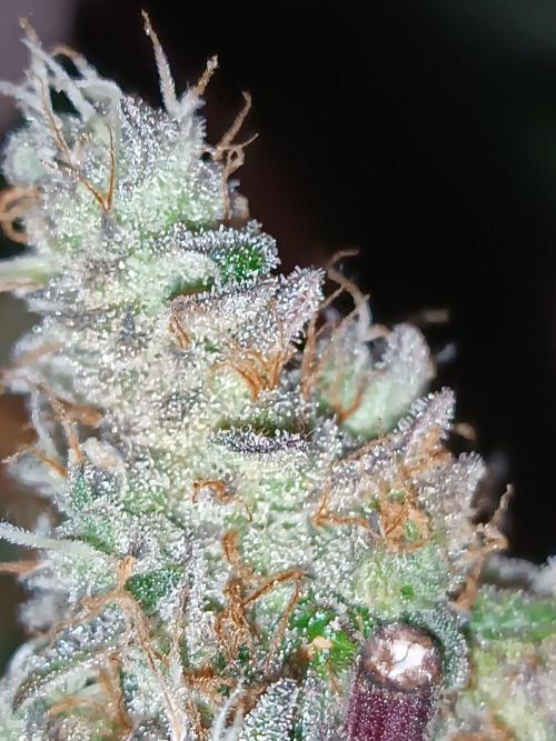 Dialing It In – Ripper & Kosher. Week 13