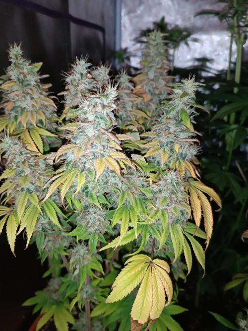 Dialing It In – Ripper & Kosher. Week 13