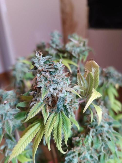 Dialing It In – Ripper & Kosher. Week 13