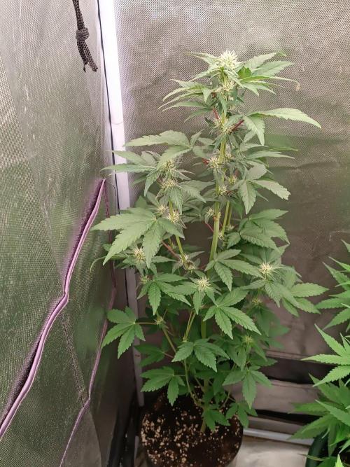 NL • Pink Gasoline • Eleven Roses. Week 3 - northern lights