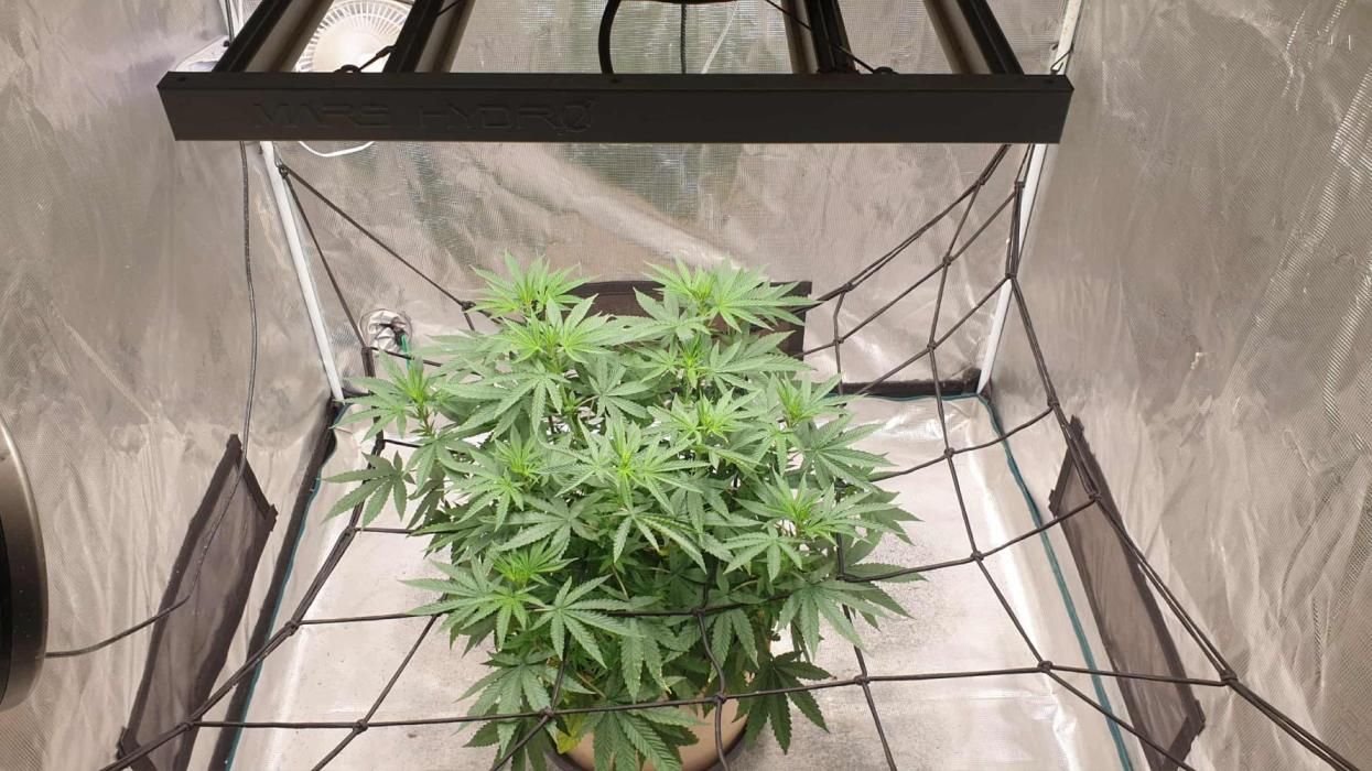 Chimera. Week 10 - chimera 27th of the 10th 2025  getting its stretch on