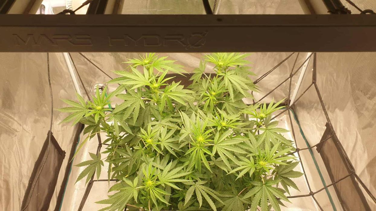 Chimera. Week 11 - chimera 1st of the 11th 2025