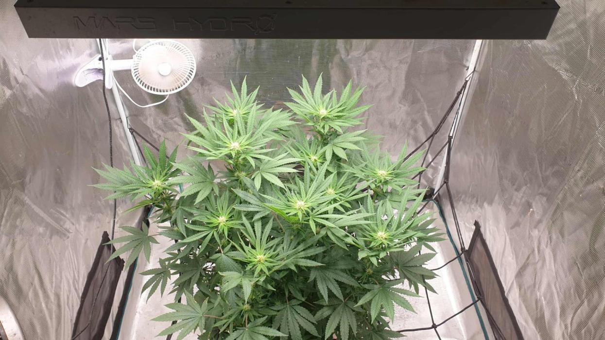 Chimera. Week 12 - 9th of the 11th month 2025 chimera