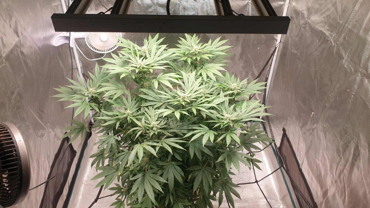 Chimera. Week 13 - 15th of nov 2025