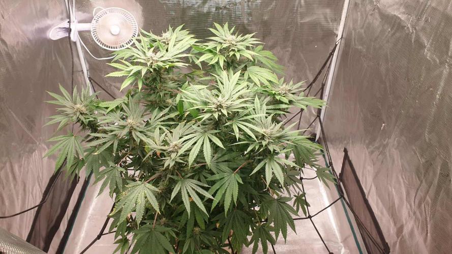 Chimera. Week 14 - 21st of the 11th 2025