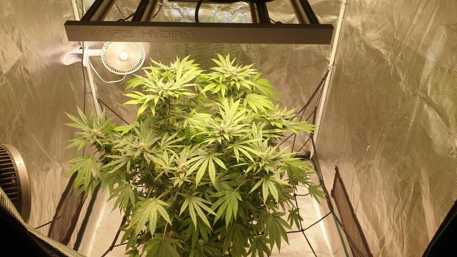 Chimera. Week 14 - 21st of the 11th 2025