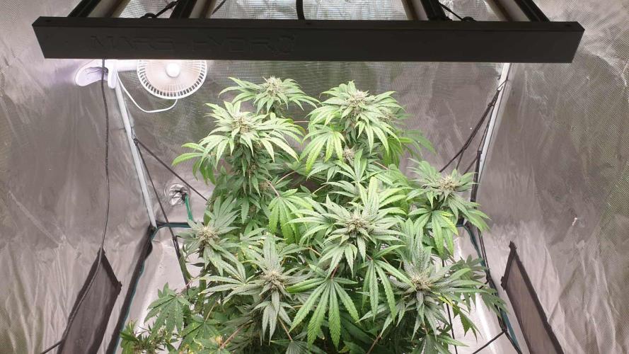 Chimera. Week 15 - 28th of the 11th 2025