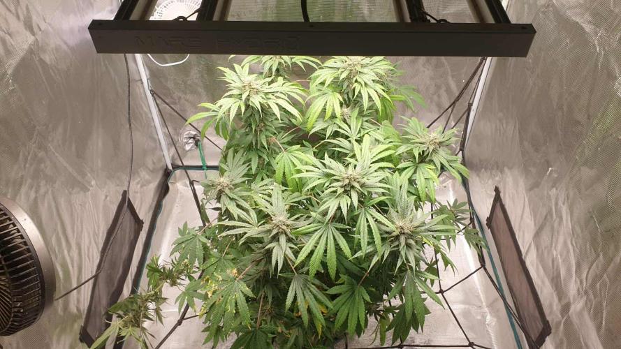 Chimera. Week 15 - 28tth of the 11th 2025