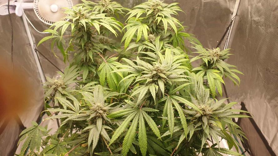 Chimera. Week 15 - 28th of the 11th 2025