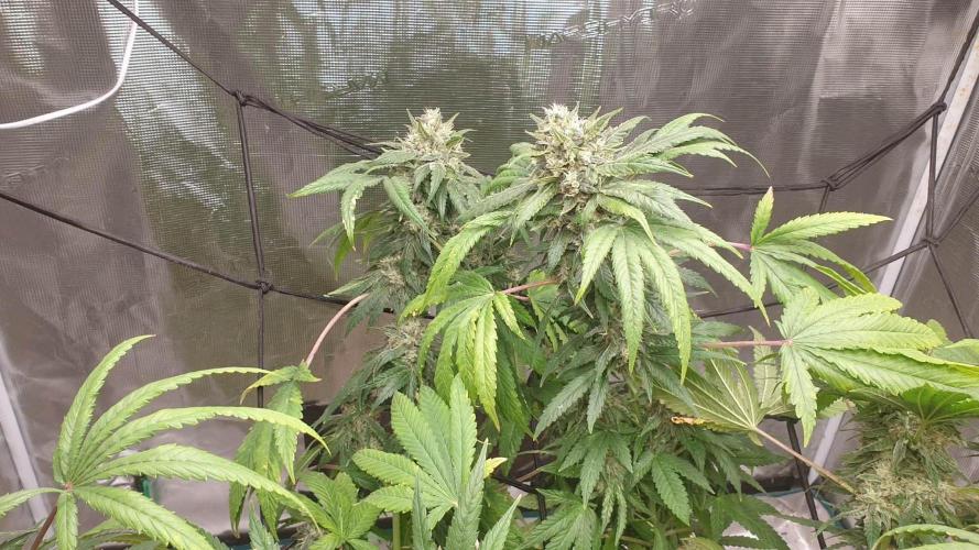 Chimera. Week 16 - chimera 7th of the 12th 2025 