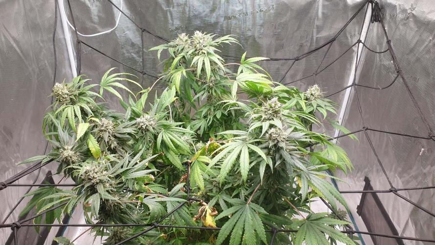 Chimera. Week 16 - chimera 7th of the 12th 2025