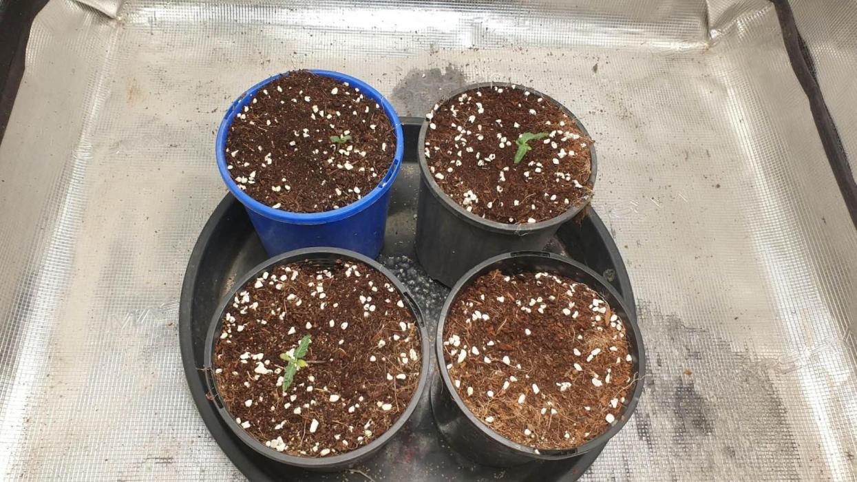 blue berry dragon fires. Week 0 - 7th of the 12th 2025 blue berry dragon fires