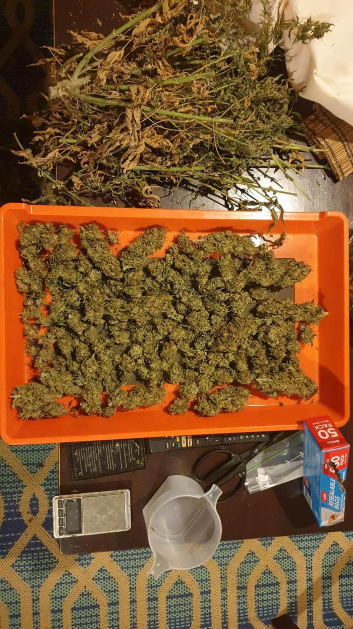 Chimera. Week 17 - 20/12/2025