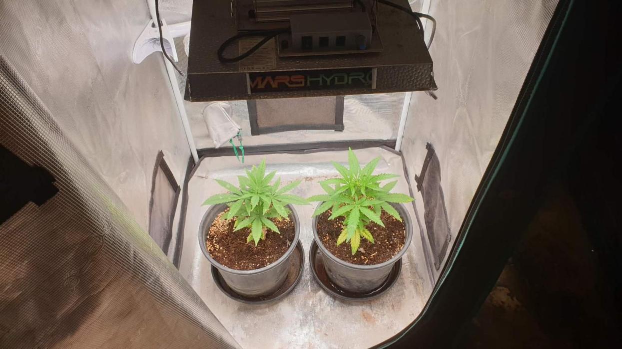 blue berry fems. Week 5 - 10/01/2026 blue berry fems