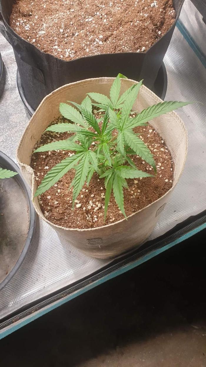 blue berry dragon fires. Week 5 - 15/01/2026