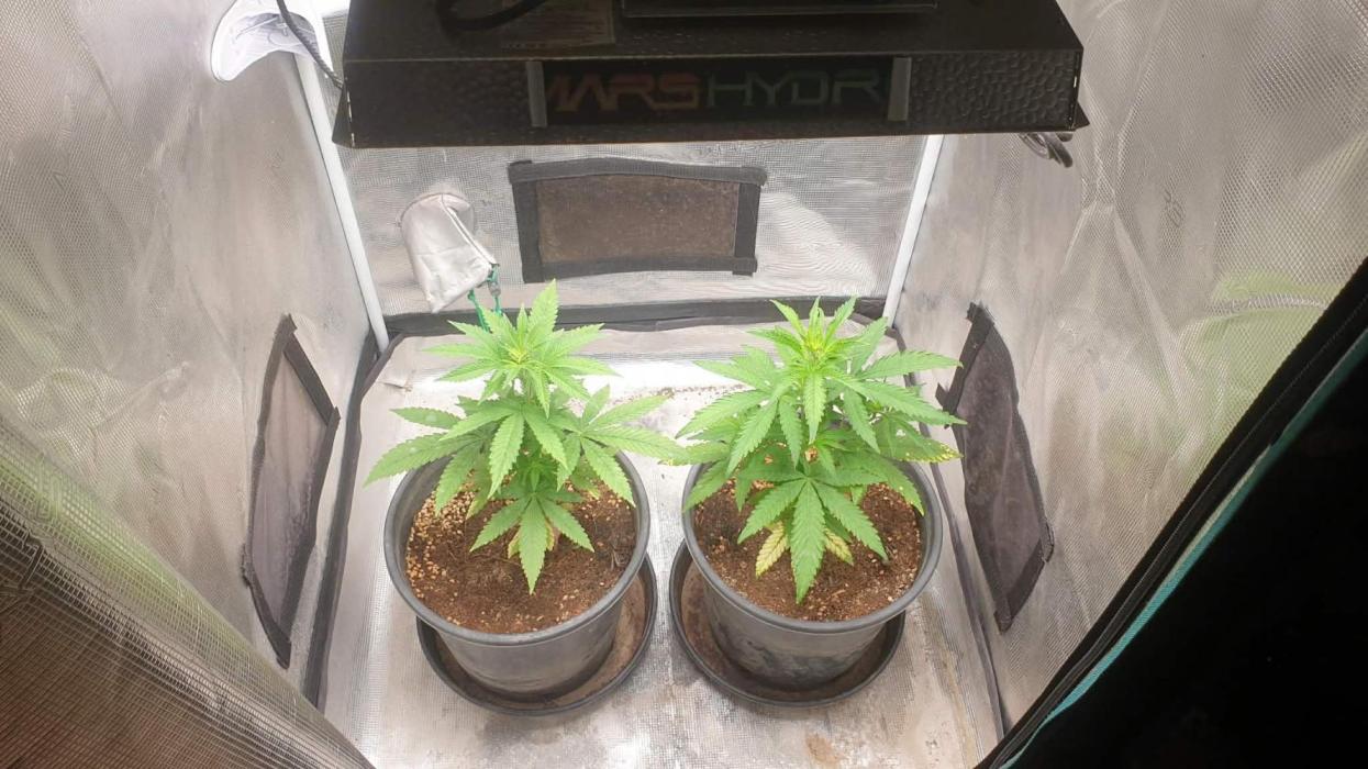 blue berry fems. Week 6 - 15/01/2026