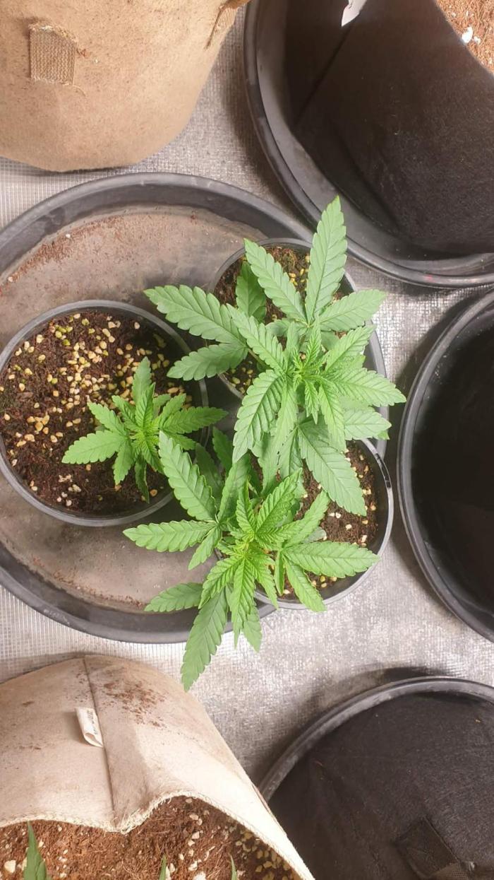 chimera 2nd run. Week 3 - 15 01 2026 chimera