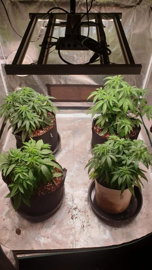 chimera 2nd run. Week 6 - 02  02 2026