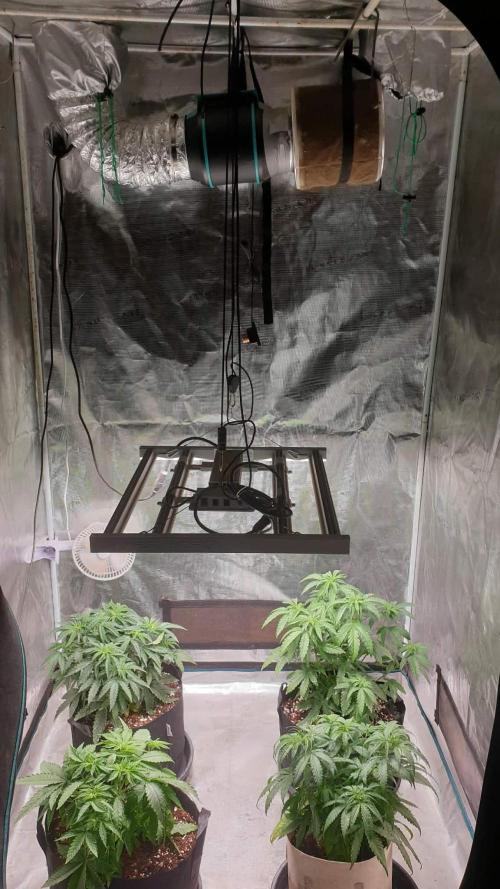 chimera 2nd run. Week 6 - 02 02 2026