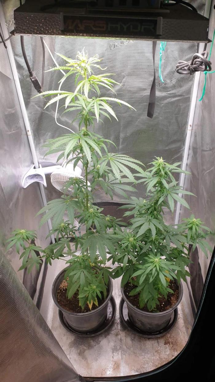 blue berry fems. Week 9 - 02 02 2026 blue berry fems