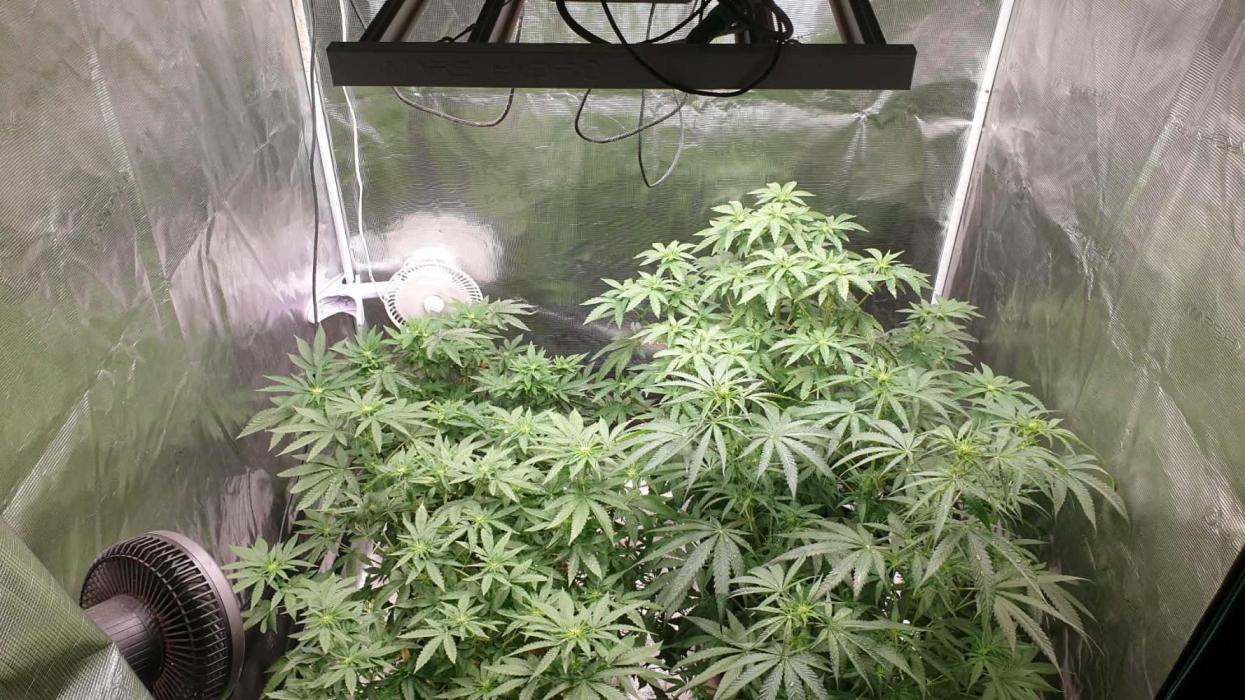 chimera 2nd run. Week 8 - 1 03 2026