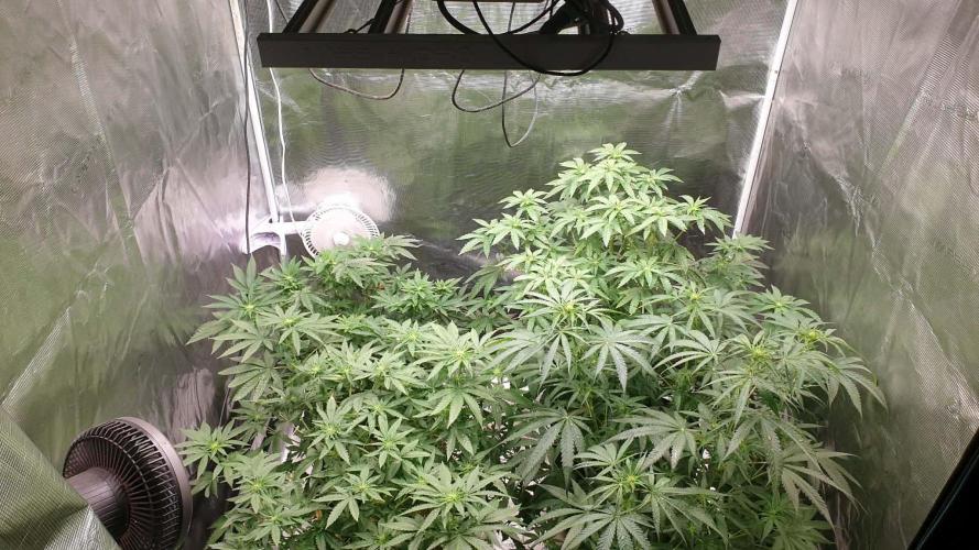 Chimera. Week 8