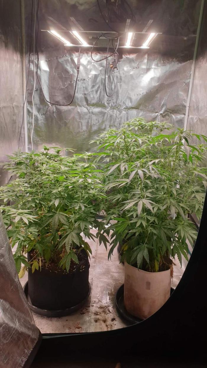 blue berry dragon fires. Week 9 - blue berry dragon fire is the 3 gal fabric pot the other 3 are chimeras 1/3/26