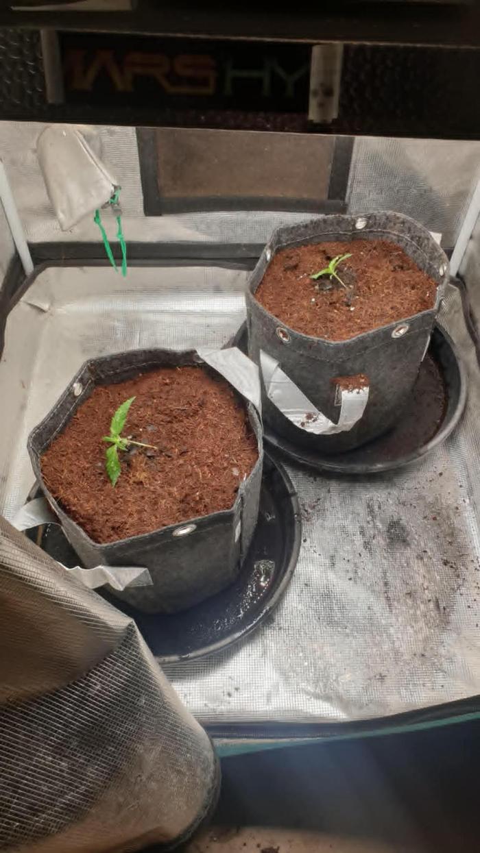 zkittlez autos from mediseedman. Week 1 - 14 01 2026 zkittlez autos from mediseedman