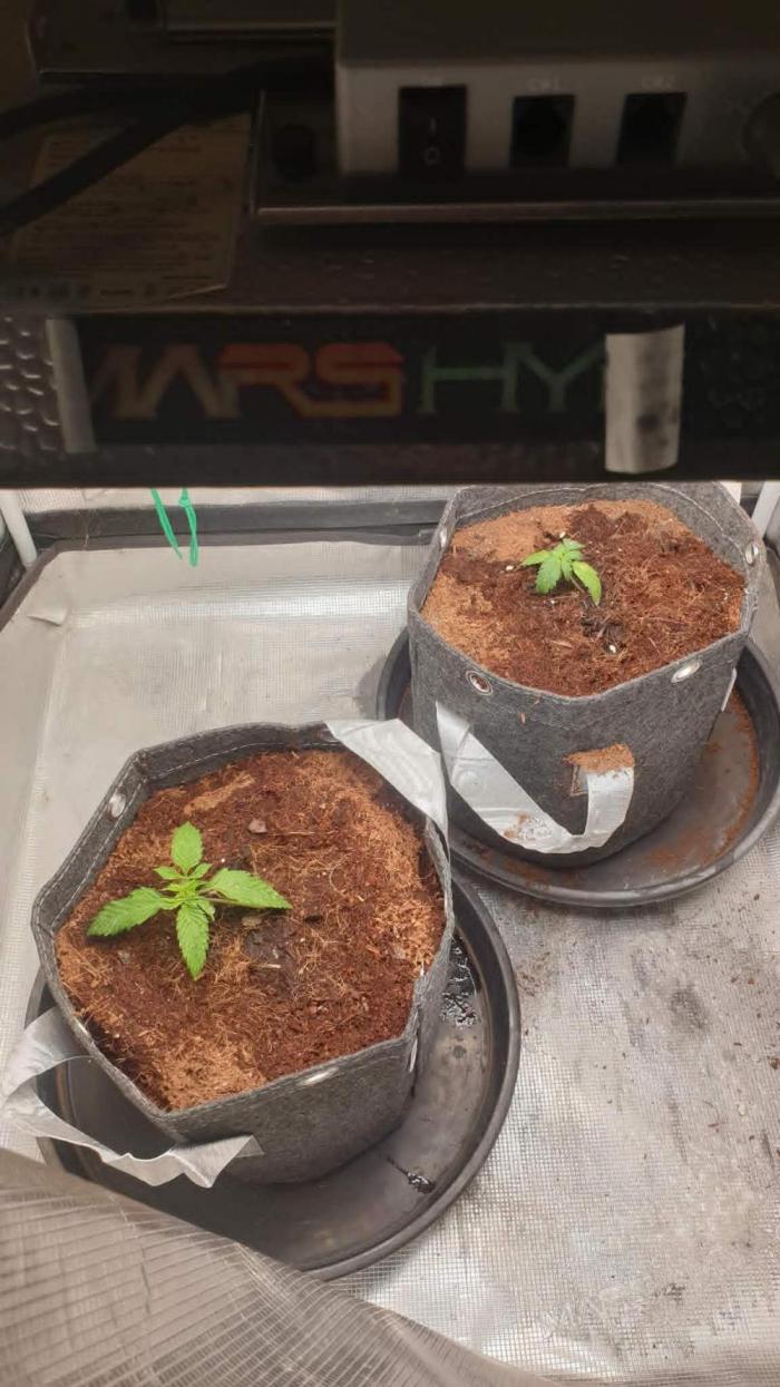 zkittlez autos from mediseedman. Week 2 - 18 06 2026 zkittlez autos