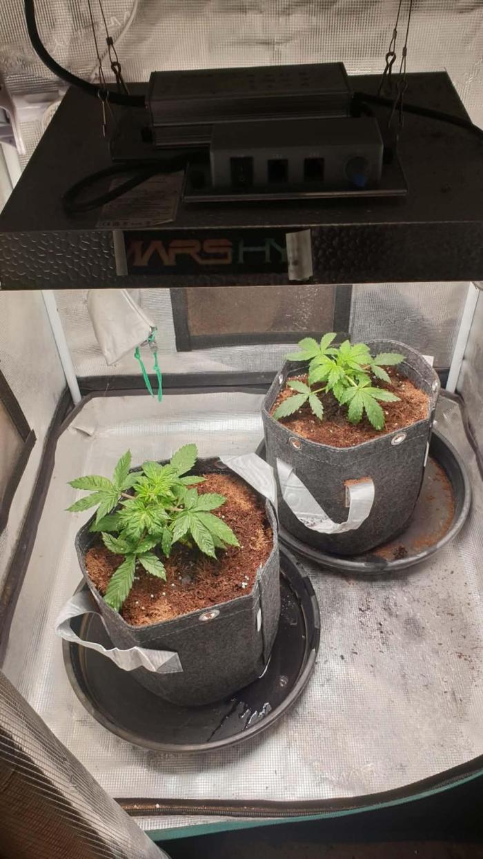 zkittlez autos from mediseedman. Week 3 - 26 06 2026 zkittlez autos from mediseedman