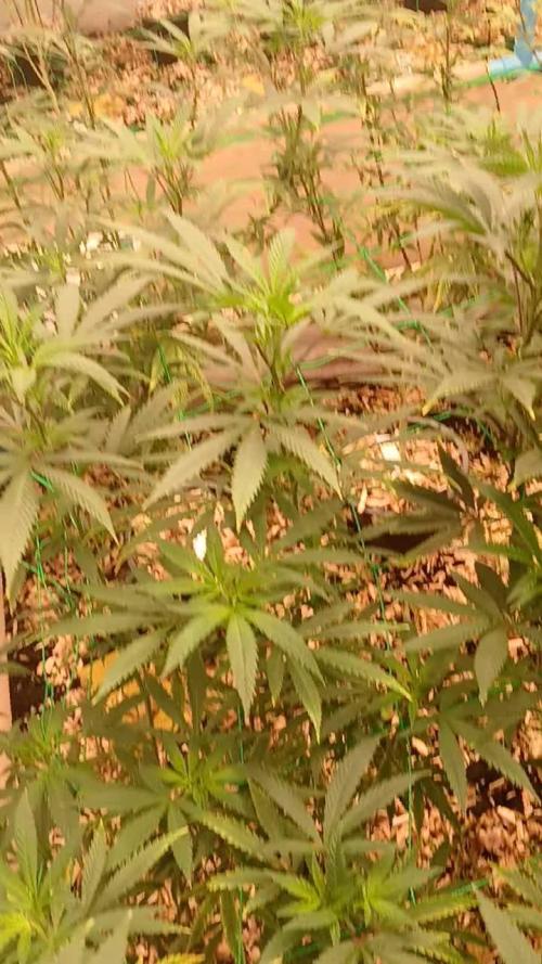 (notill) permanent marker rbx1