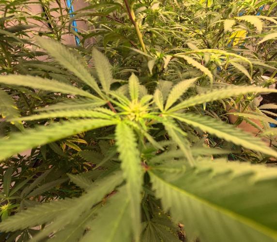 (notill) permanent marker rbx1. Week 5