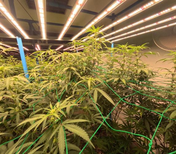 (notill) permanent marker rbx1. Week 5