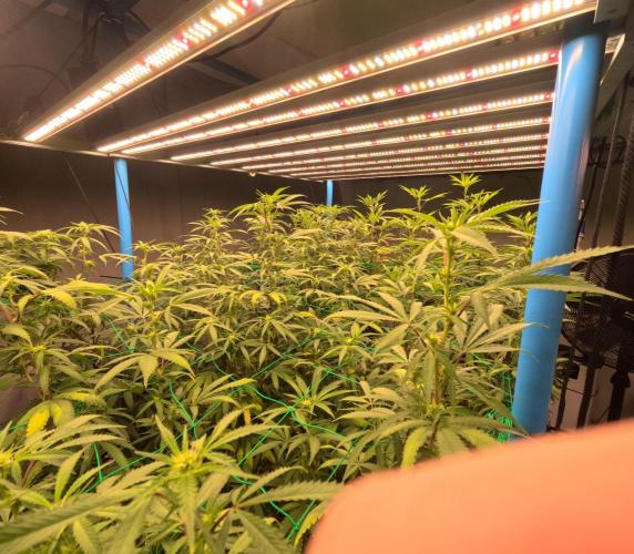 (notill) permanent marker rbx1. Week 5