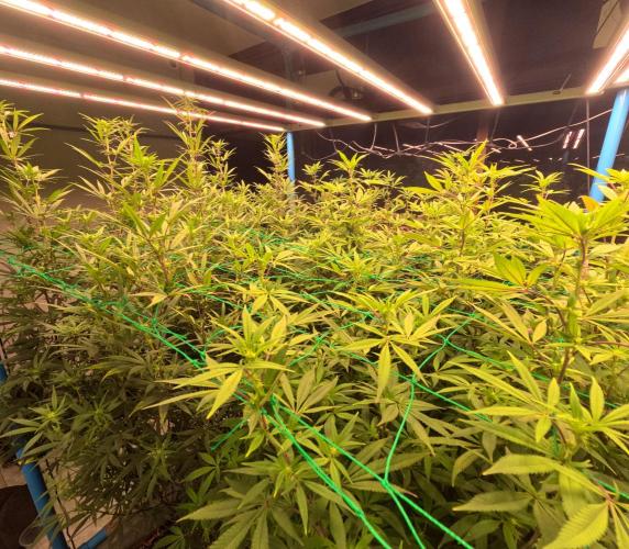 (notill) permanent marker rbx1. Week 5