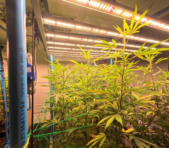 (notill) permanent marker rbx1. Week 5