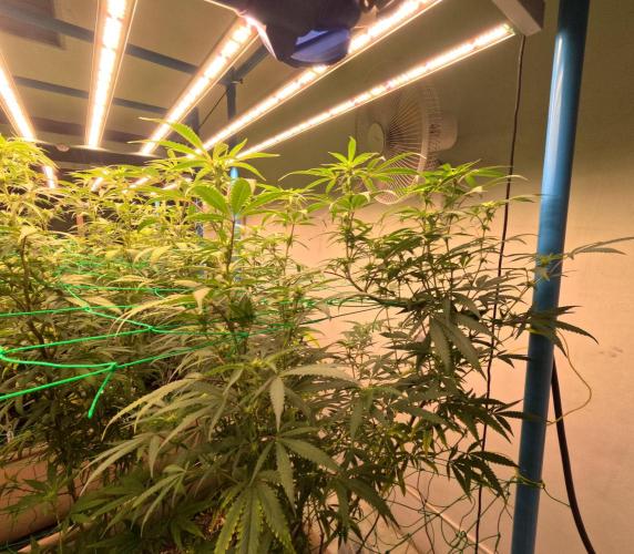 (notill) permanent marker rbx1. Week 5