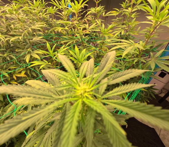 (notill) permanent marker rbx1. Week 5