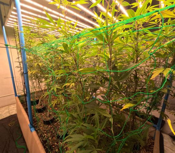 (notill) permanent marker rbx1. Week 5