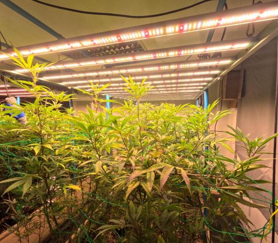 (notill) permanent marker rbx1. Week 5