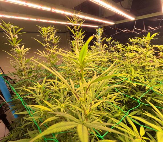 (notill) permanent marker rbx1. Week 5