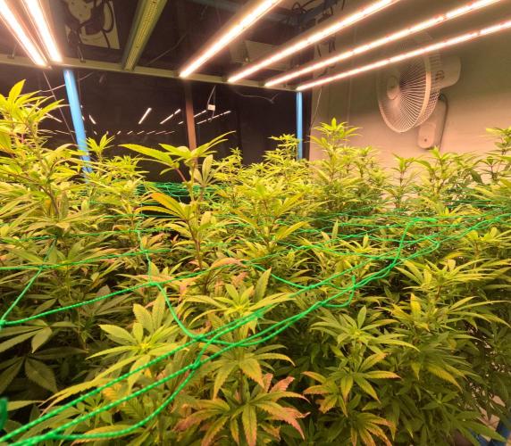 (notill) permanent marker rbx1. Week 5