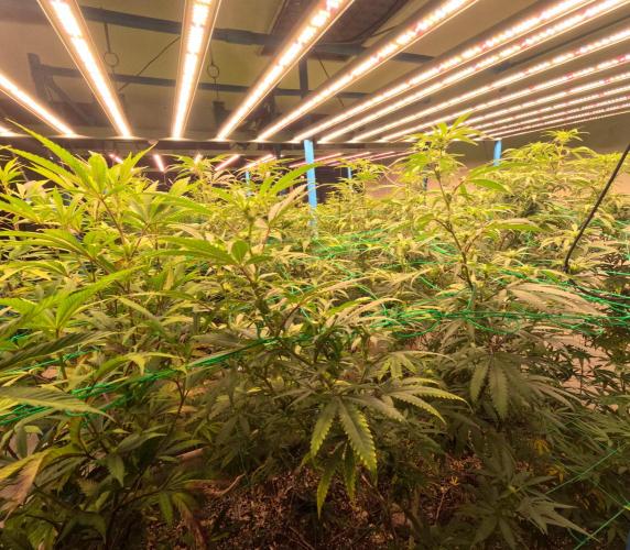 (notill) permanent marker rbx1. Week 5