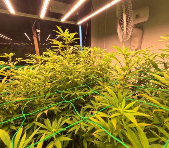 (notill) permanent marker rbx1. Week 5