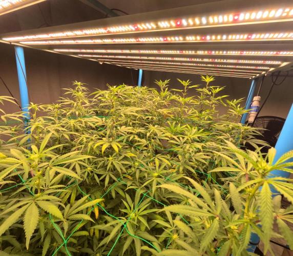 (notill) permanent marker rbx1. Week 5