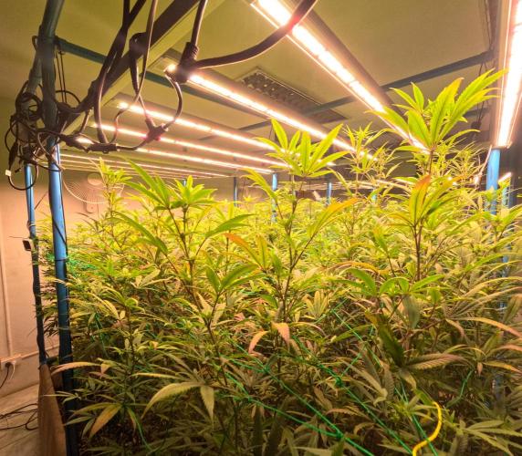 (notill) permanent marker rbx1. Week 5