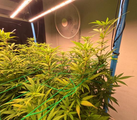 (notill) permanent marker rbx1. Week 5