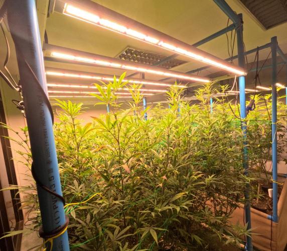 (notill) permanent marker rbx1. Week 5